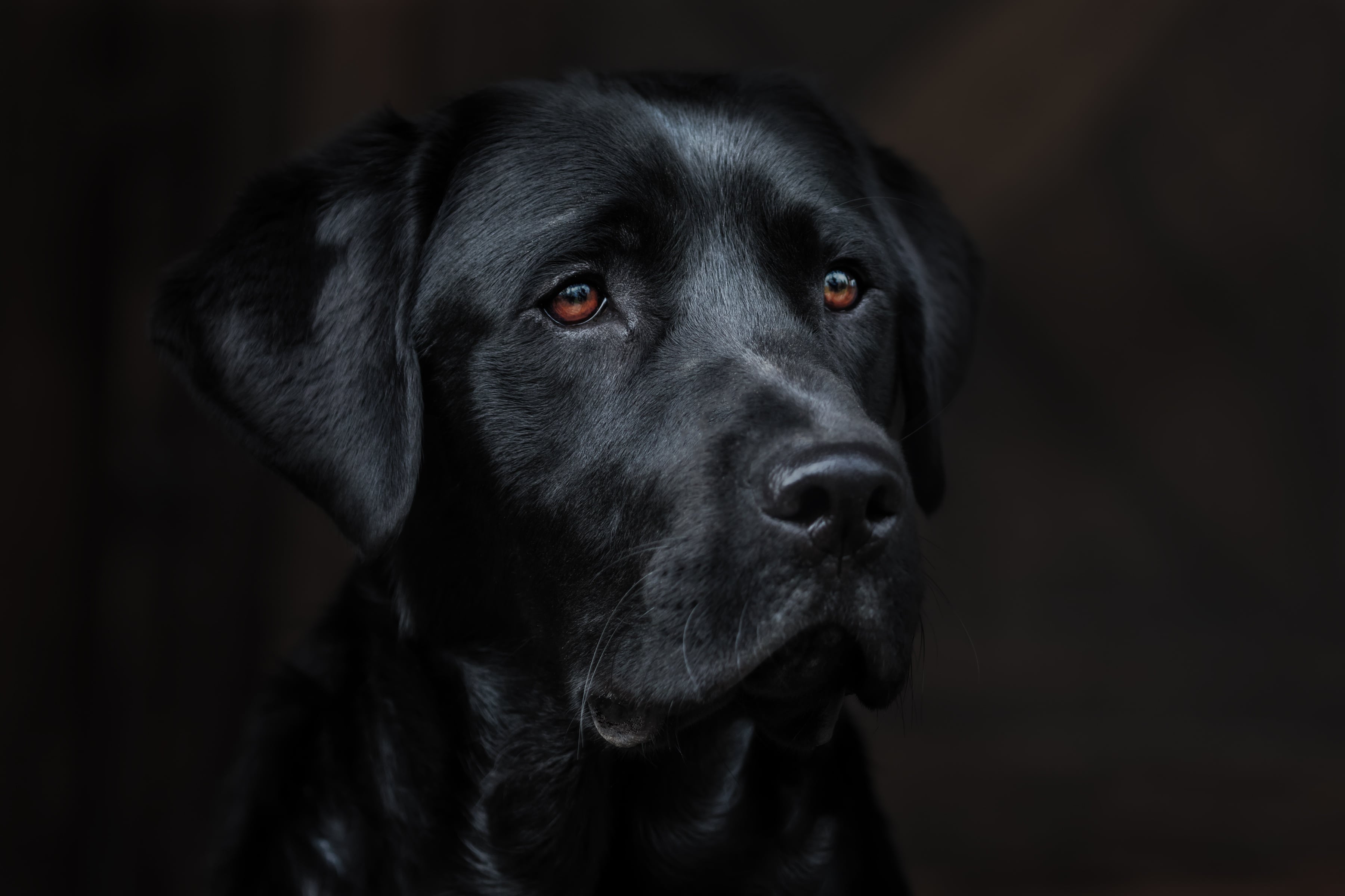 Black Labrador in an illustrative veterinary website concept