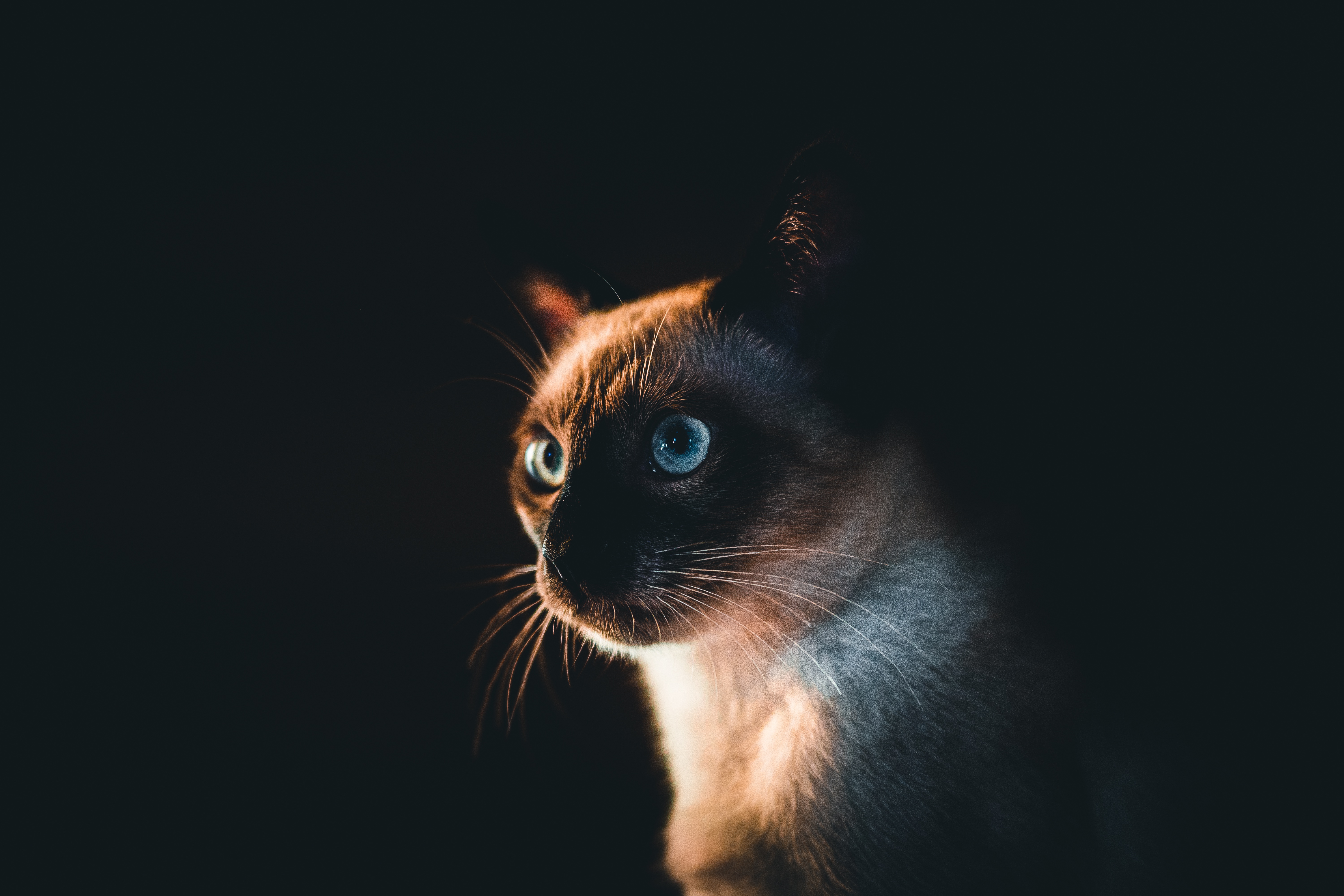 A Siamese cat illuminated by warm light against a dark background
