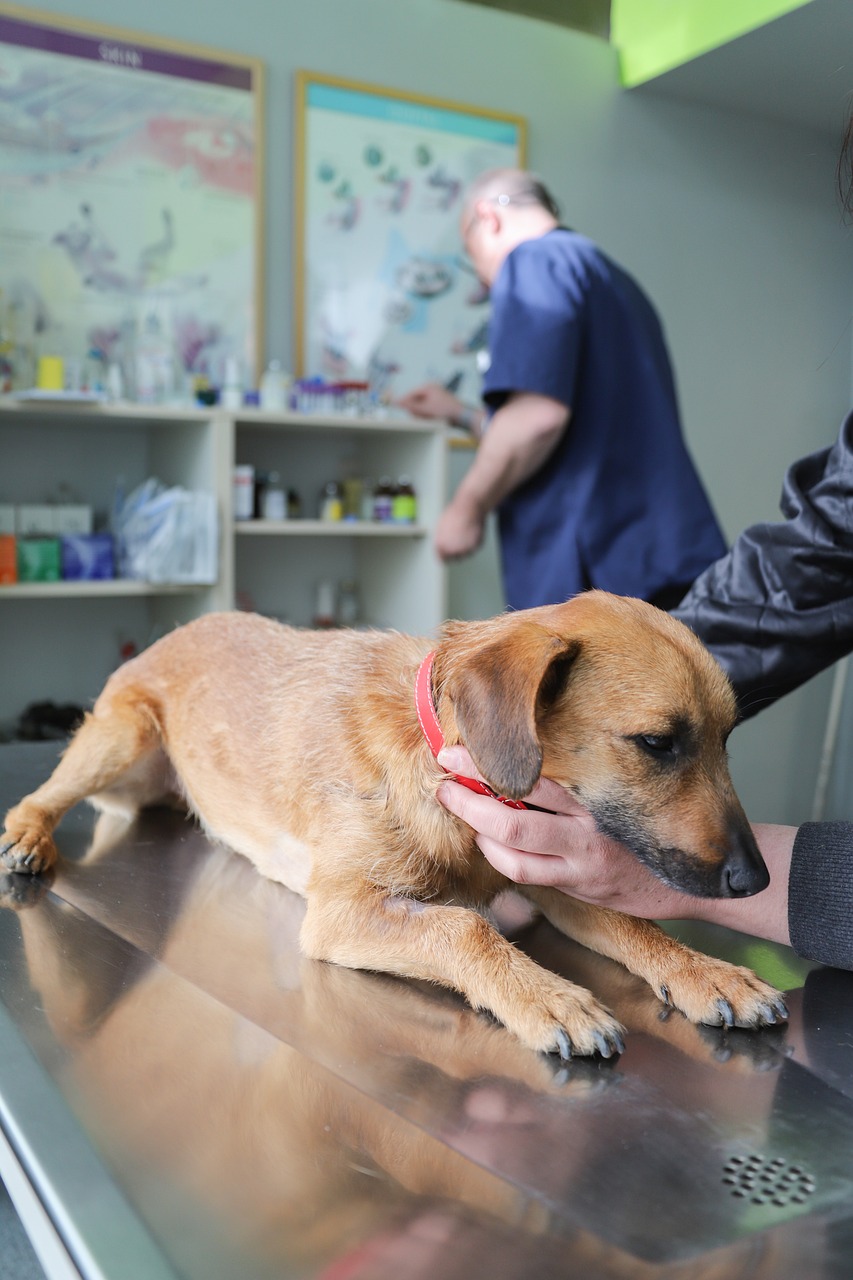 A dog being gently supported during a visit to a veterinary clinic